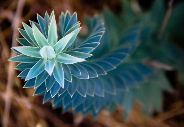 Spiral plant pattern — science meets nature